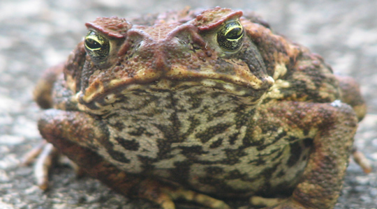 frogball