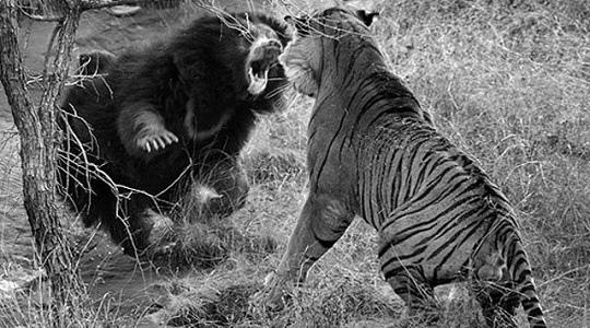 bear-fighting-tiger